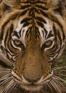 220px-tiger_-_panthera_tigris_-_t8_ladli_-_04_282249903753529-6049911