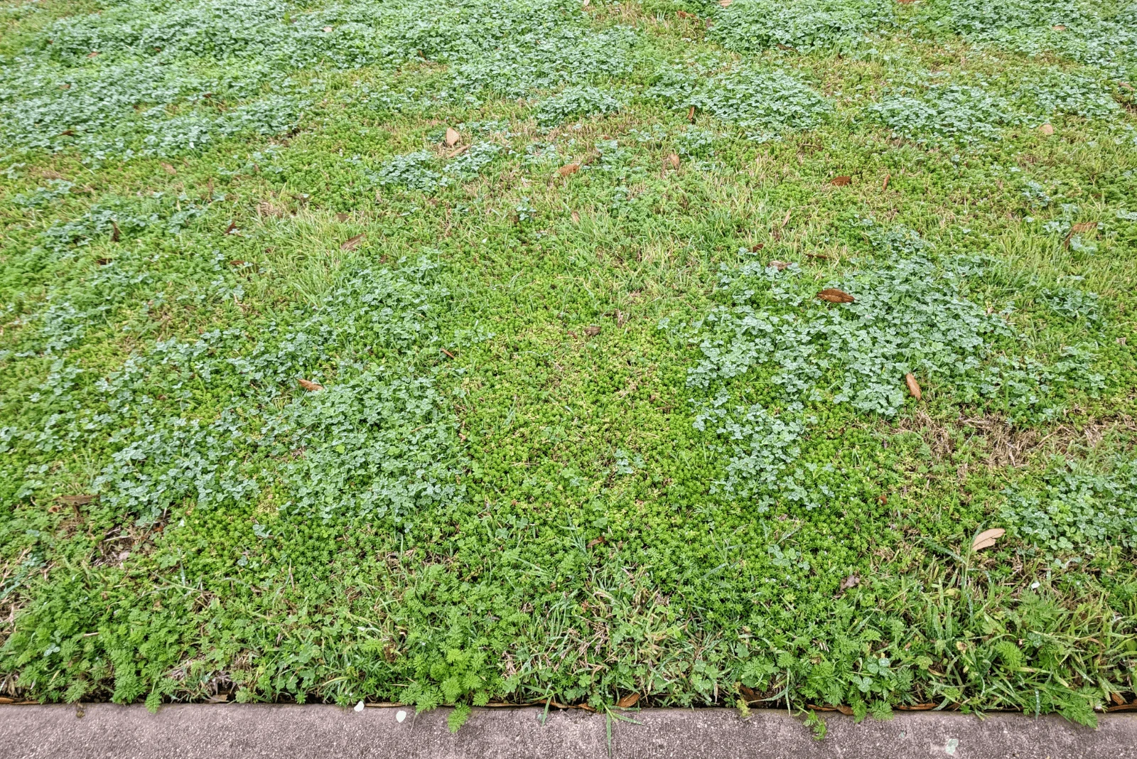 バミューダ芝が厄介な理由